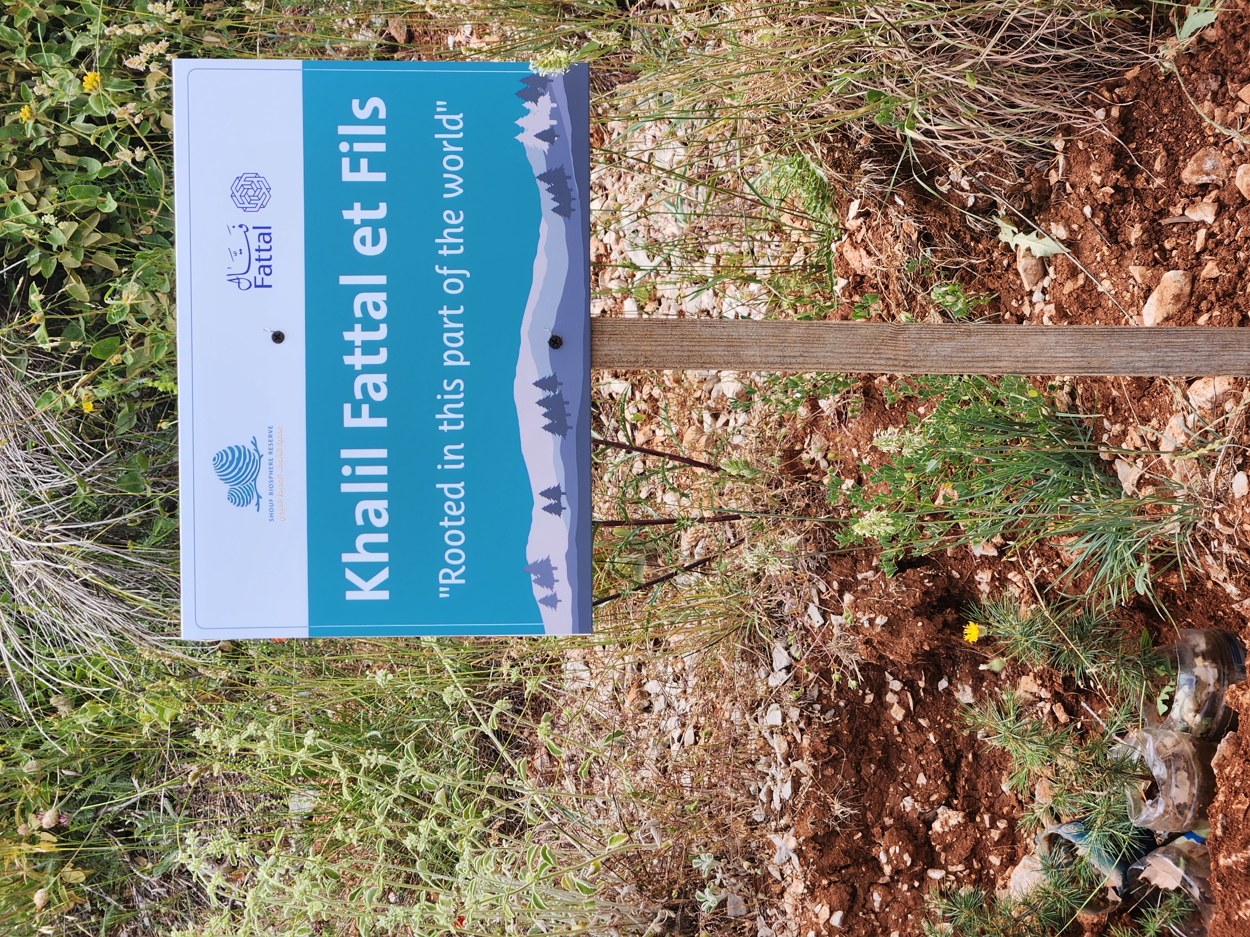 Reforestation